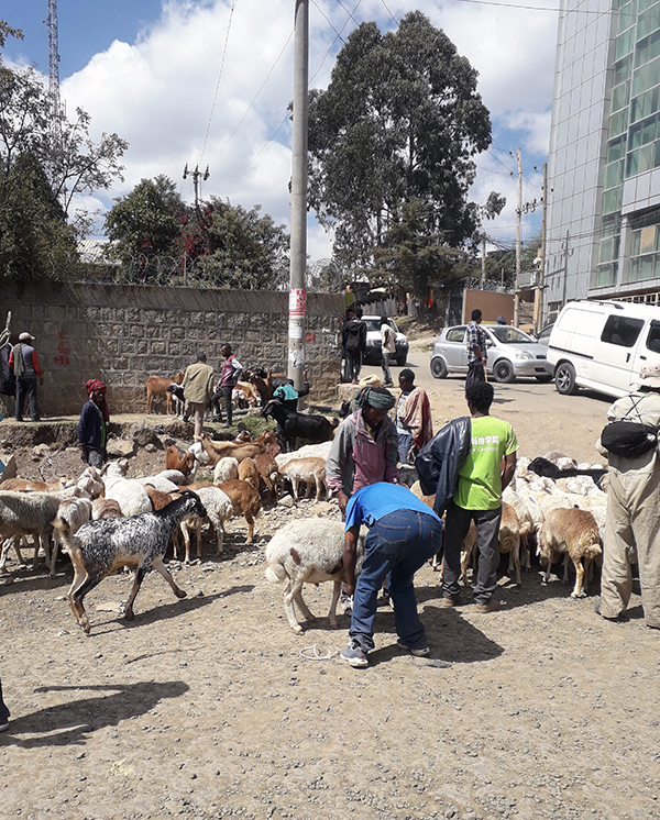 Miehiä ja vuohia kadulla Addis Abebassa.