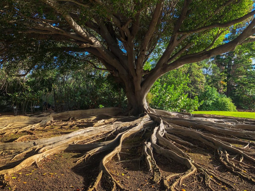 Iso puu, jonka juuret levittäytyvät pitkin maata