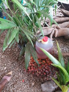 Palmuöljy on yksi Ghanan tärkeimmistä maataloustuotteista.
