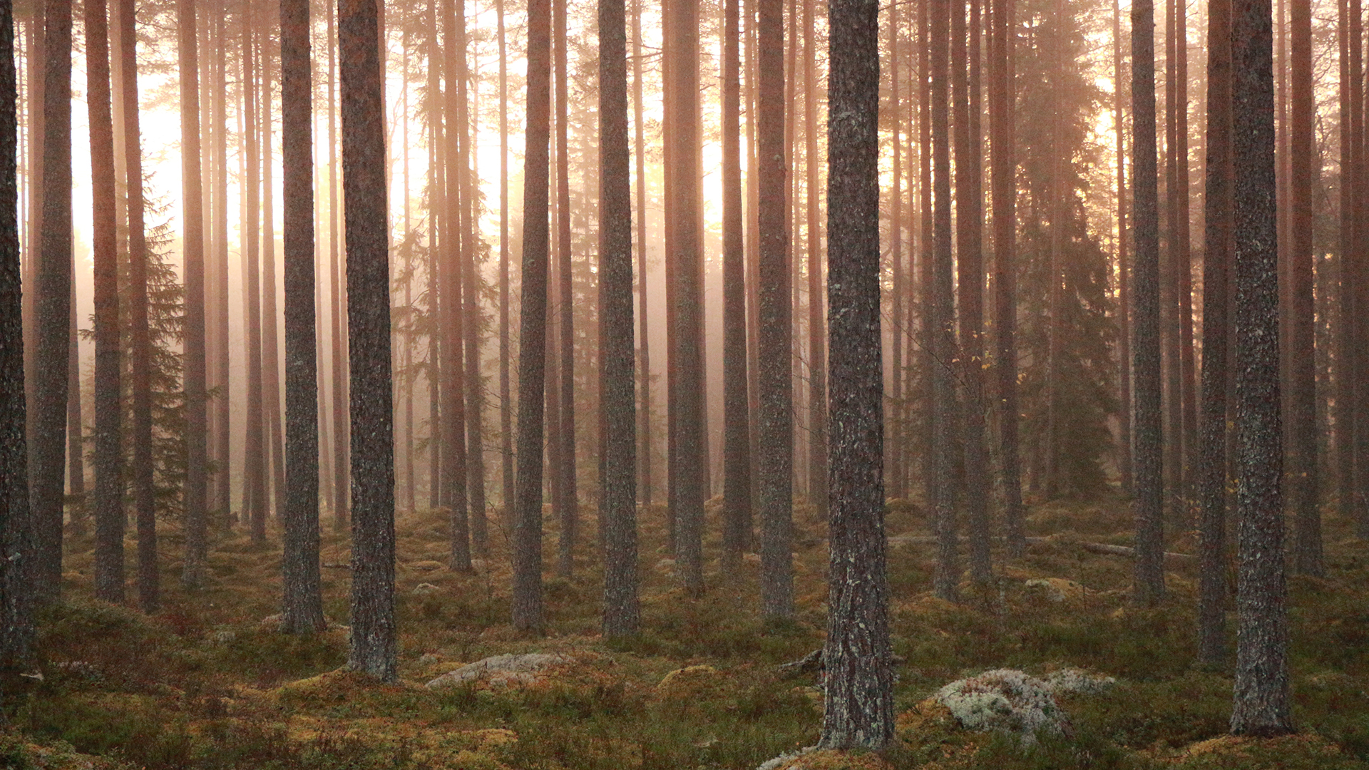 Metsänomistajuus on yhä useammin jaettua ja tulopainotteista kuva Hanna Hauvala Jamk