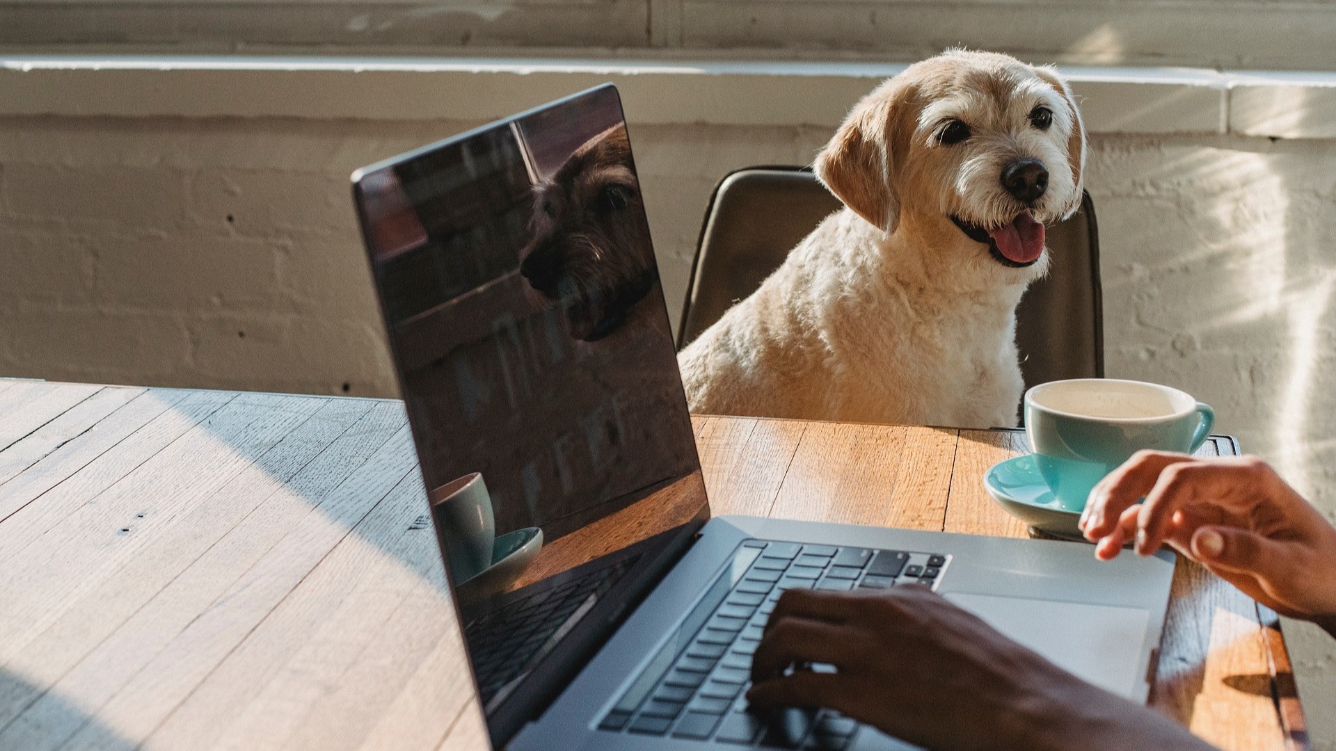 Kuvituskuva, jossa etätöitä tekevän tietokone ja koira