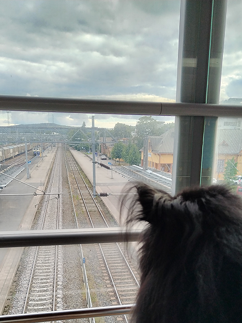 Valokuva, jossa koira katselee junaraiteita.